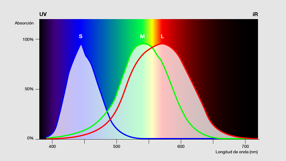 Colores: espectro de luz visible y conos. Colores: espectro de luz visible y conos.