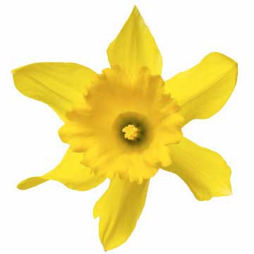 Flor de narciso amarillo e imagen de marca OSG.