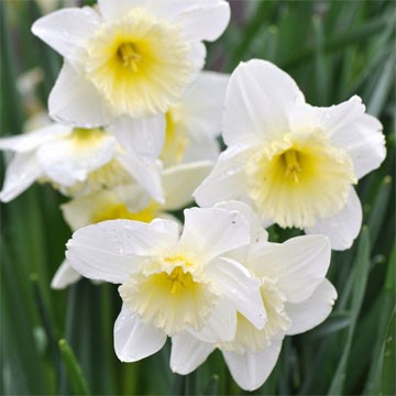 Imagen de marca OSG: flores.