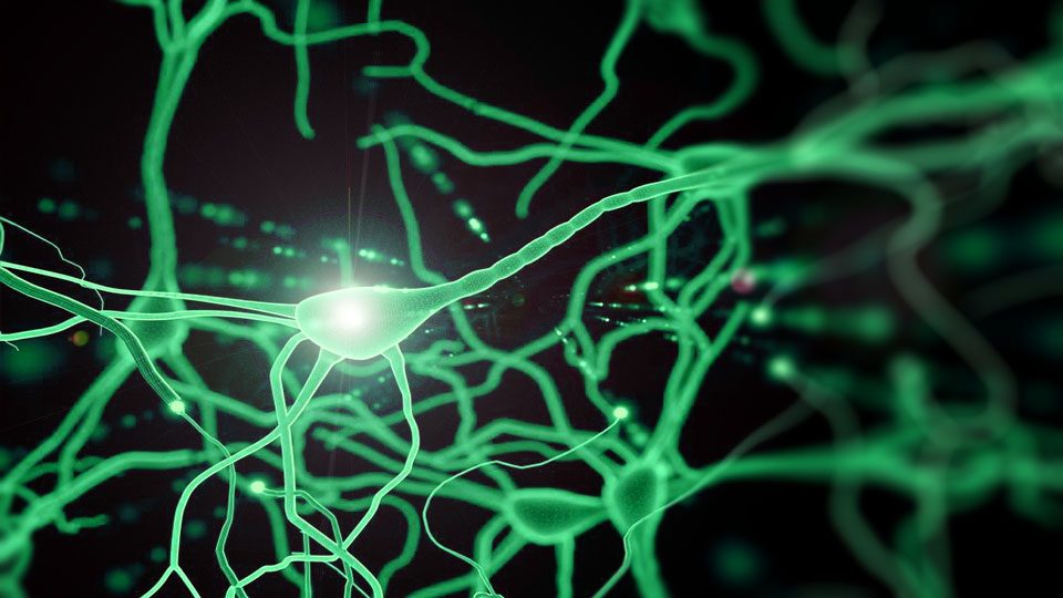 Taller: prácticas perceptivas. Enlaces neuronales.
